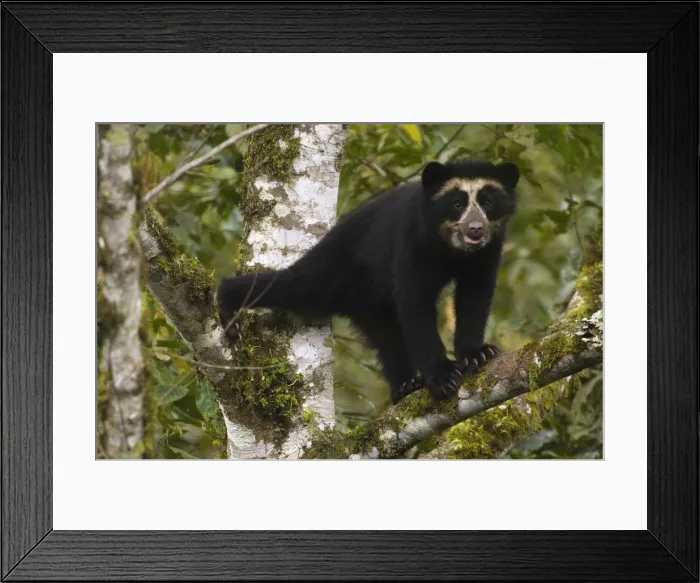 Framed Print : DDE-90037362 Framed Print : DDE-90037362