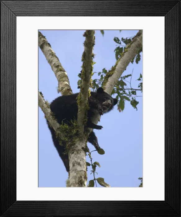 Framed Print : DDE-90037363