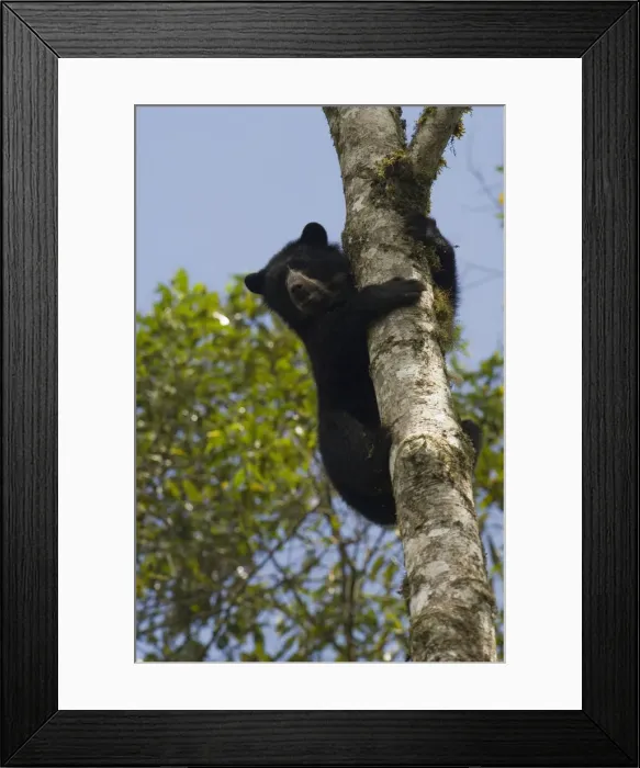 Framed Print : DDE-90037364