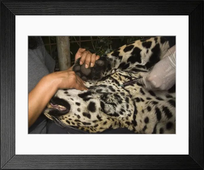Framed Print : DDE-90037365 Framed Print : DDE-90037365