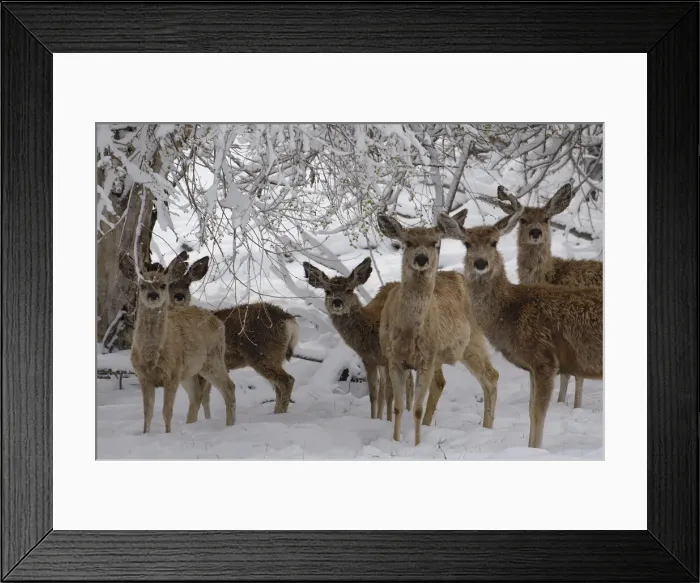 Framed Print : DDE-90037368