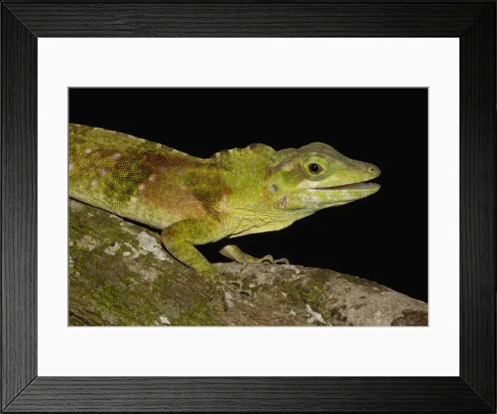 Framed Print : DDE-90037370 Framed Print : DDE-90037370