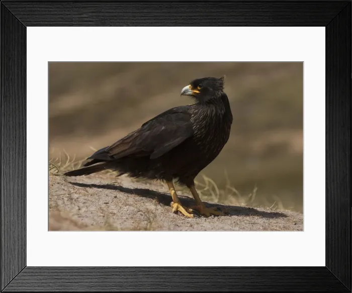 Framed Print : DDE-90037369 Framed Print : DDE-90037369
