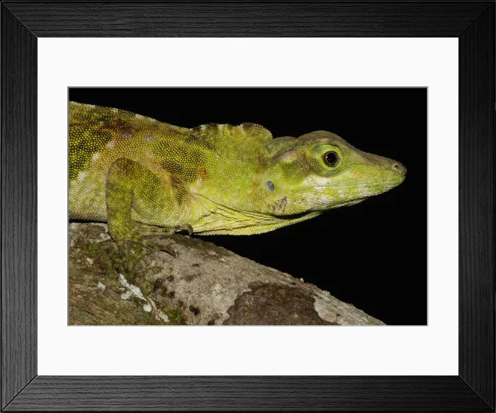 Framed Print : DDE-90037371