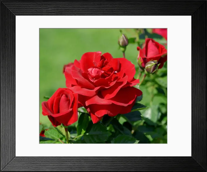 Framed Print : DDE-90037373 Framed Print : DDE-90037373