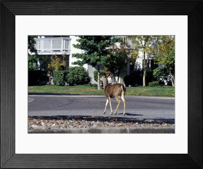 Framed Print : DDE-90037374 Framed Print : DDE-90037374