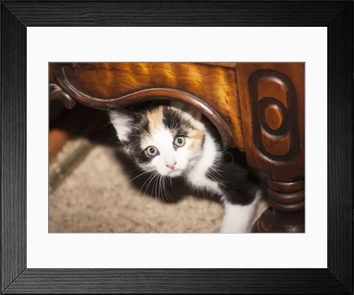 Framed Print : DDE-90037376 Framed Print : DDE-90037376