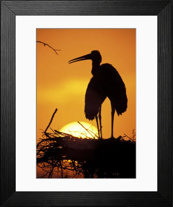 Framed Print : DDE-90037375 Framed Print : DDE-90037375