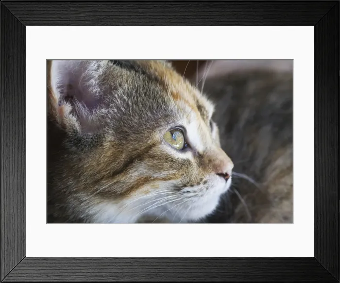 Framed Print : DDE-90037378 Framed Print : DDE-90037378