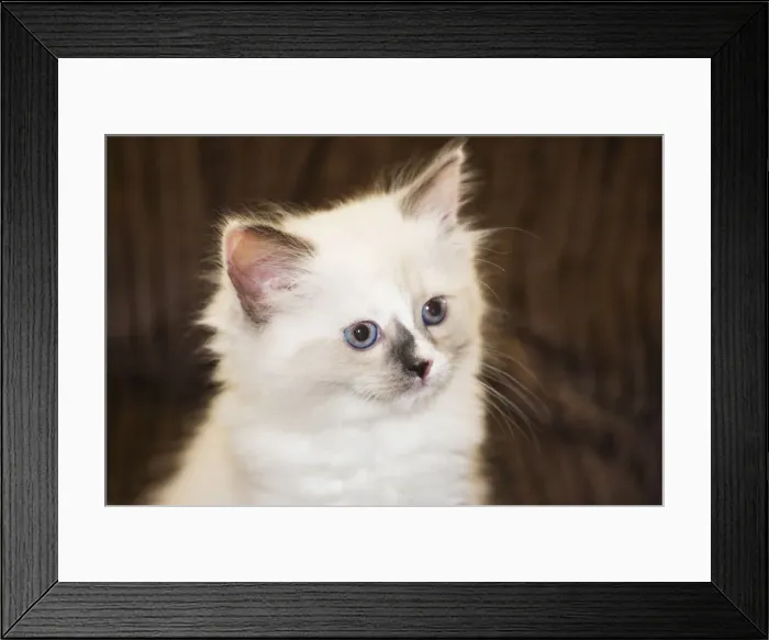 Framed Print : DDE-90037377