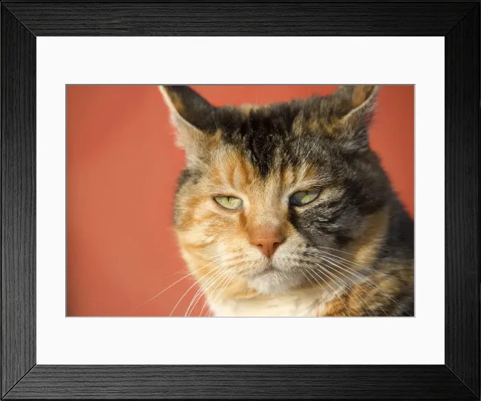 Framed Print : DDE-90037380 Framed Print : DDE-90037380