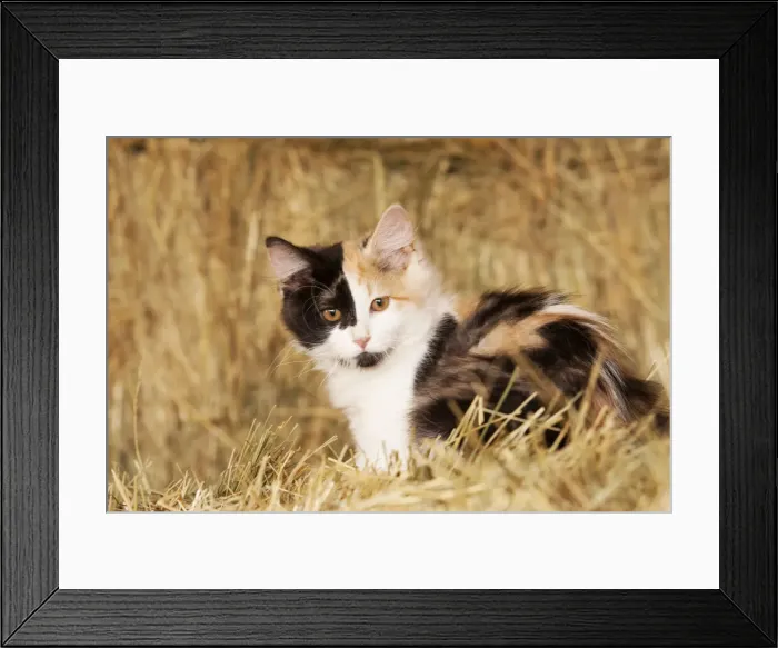 Framed Print : DDE-90037381