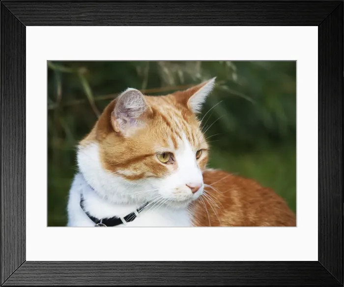 Framed Print : DDE-90037382 Framed Print : DDE-90037382