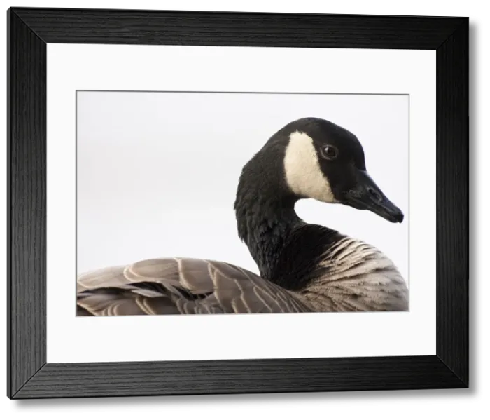Framed Print : DDE-90037383 Framed Print : DDE-90037383