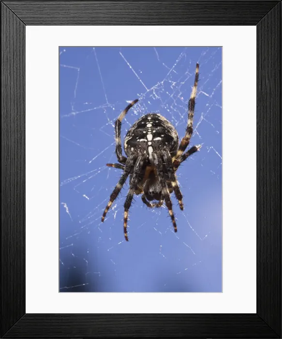 Framed Print : DDE-90037384