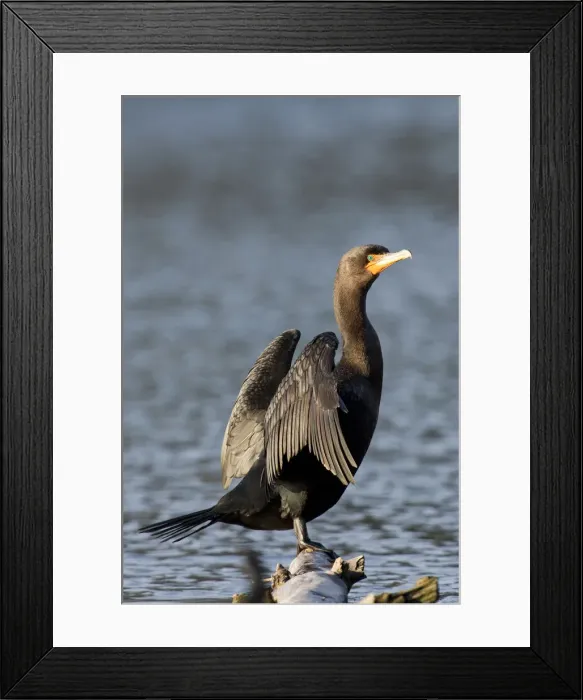 Framed Print : DDE-90037385 Framed Print : DDE-90037385