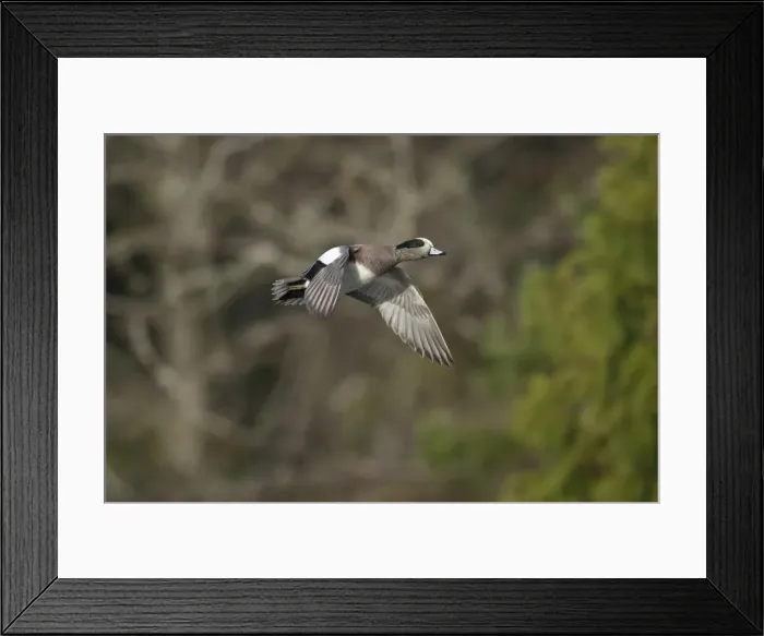 Framed Print : DDE-90037386 Framed Print : DDE-90037386