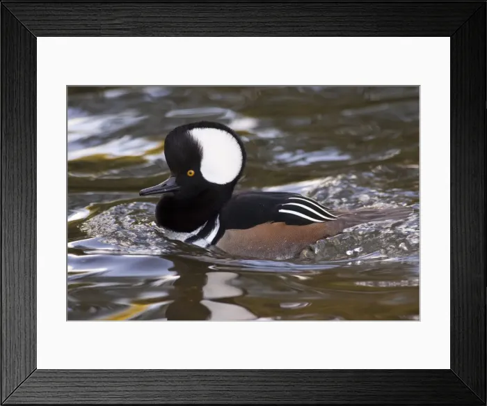 Framed Print : DDE-90037388 Framed Print : DDE-90037388