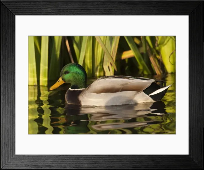 Framed Print : DDE-90037389