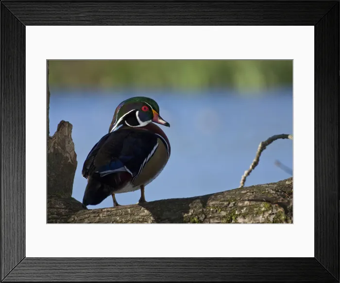 Framed Print : DDE-90037390
