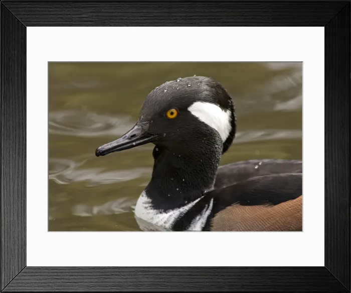 Framed Print : DDE-90037391