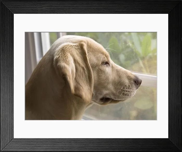Framed Print : DDE-90037392 Framed Print : DDE-90037392
