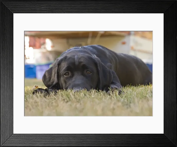 Framed Print : DDE-90037393 Framed Print : DDE-90037393