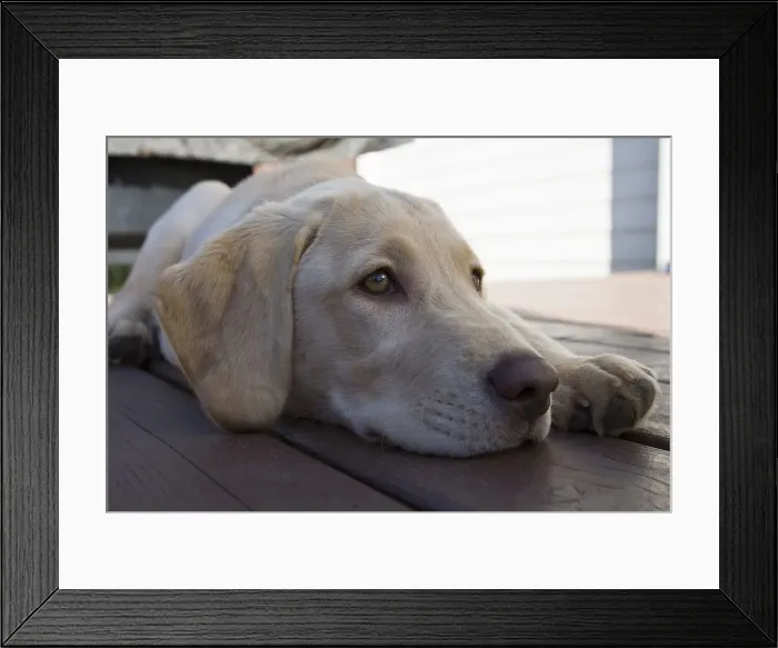 Framed Print : DDE-90037394 Framed Print : DDE-90037394