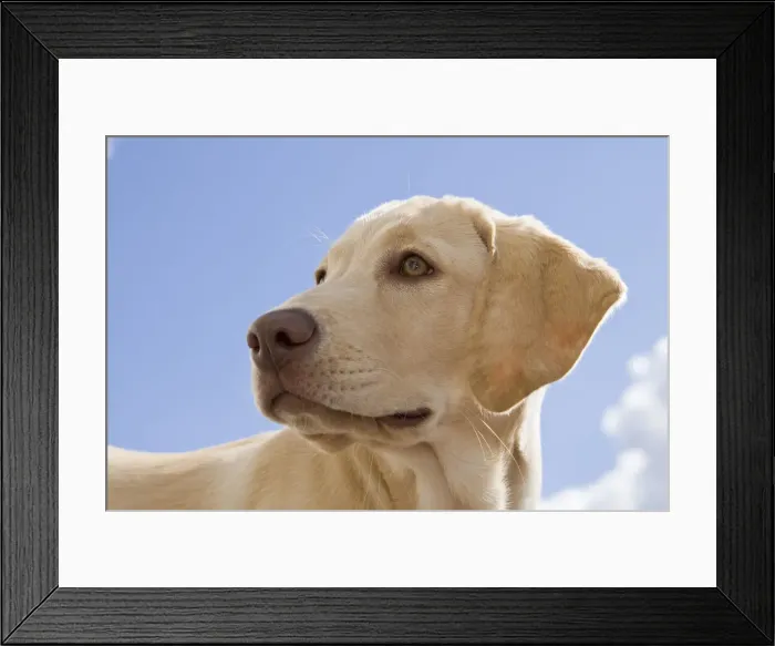 Framed Print : DDE-90037395 Framed Print : DDE-90037395