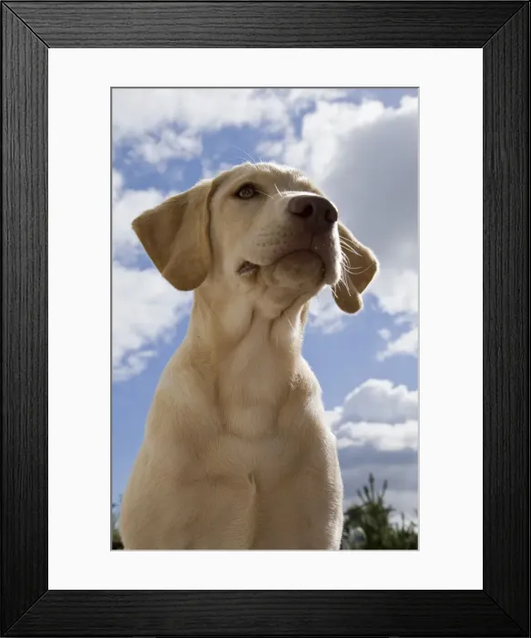 Framed Print : DDE-90037396 Framed Print : DDE-90037396
