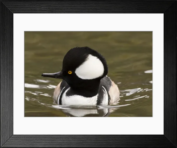 Framed Print : DDE-90037387 Framed Print : DDE-90037387