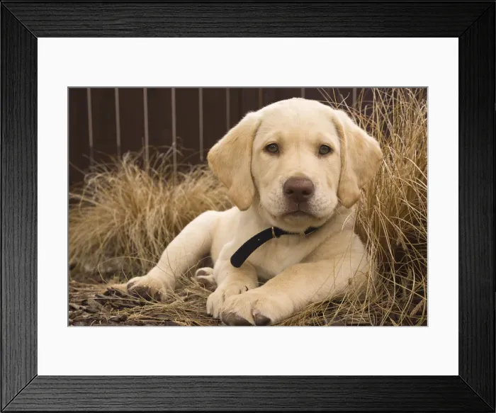Framed Print : DDE-90037397 Framed Print : DDE-90037397
