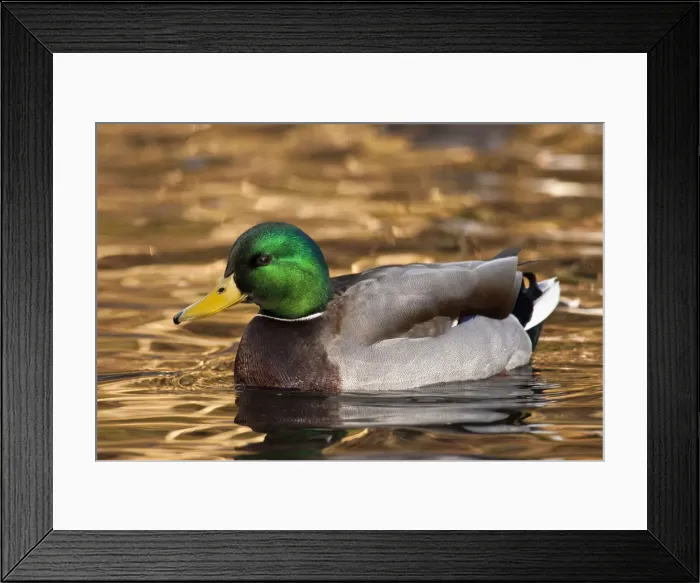 Framed Print : DDE-90037399 Framed Print : DDE-90037399