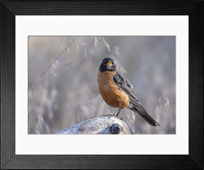 Framed Print : DDE-90037398