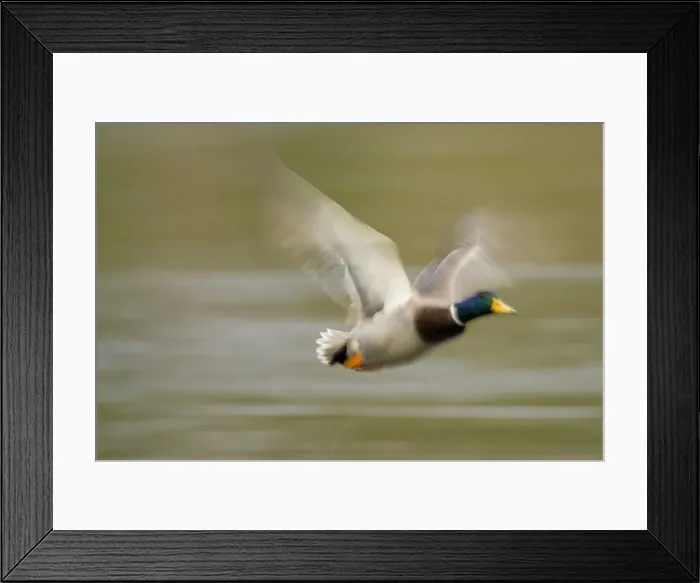 Framed Print : DDE-90037400