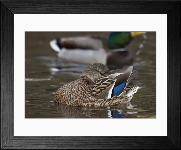 Framed Print : DDE-90037402