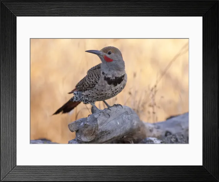 Framed Print : DDE-90037403 Framed Print : DDE-90037403