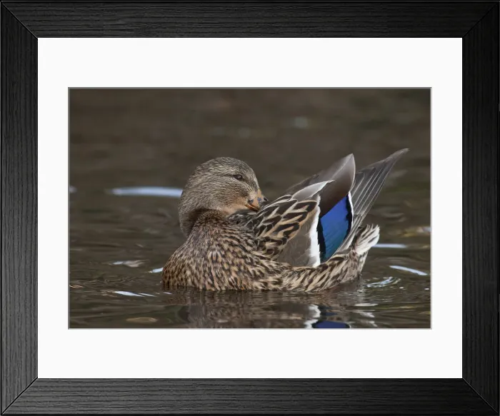 Framed Print : DDE-90037401