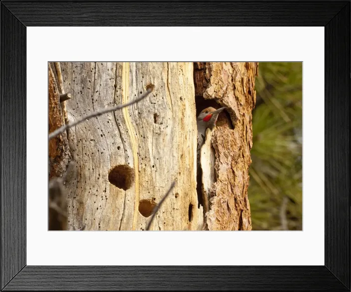Framed Print : DDE-90037404