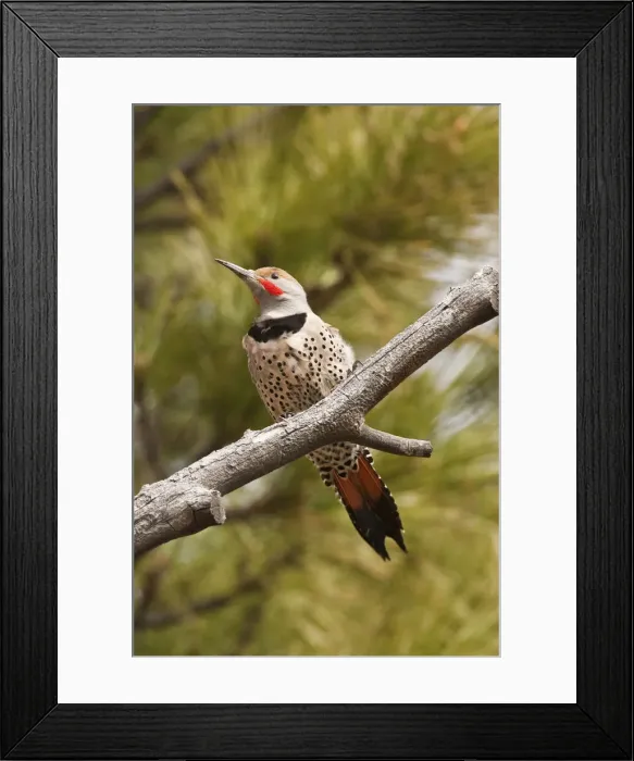 Framed Print : DDE-90037405