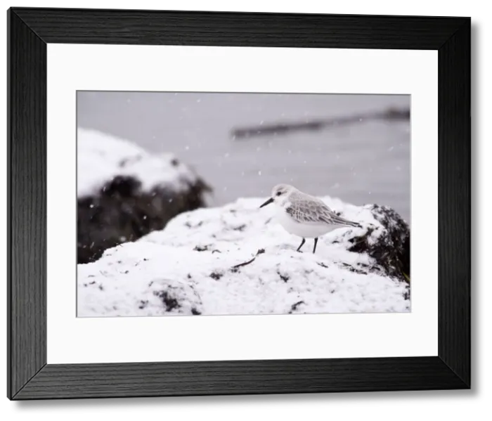 Framed Print : DDE-90037407 Framed Print : DDE-90037407