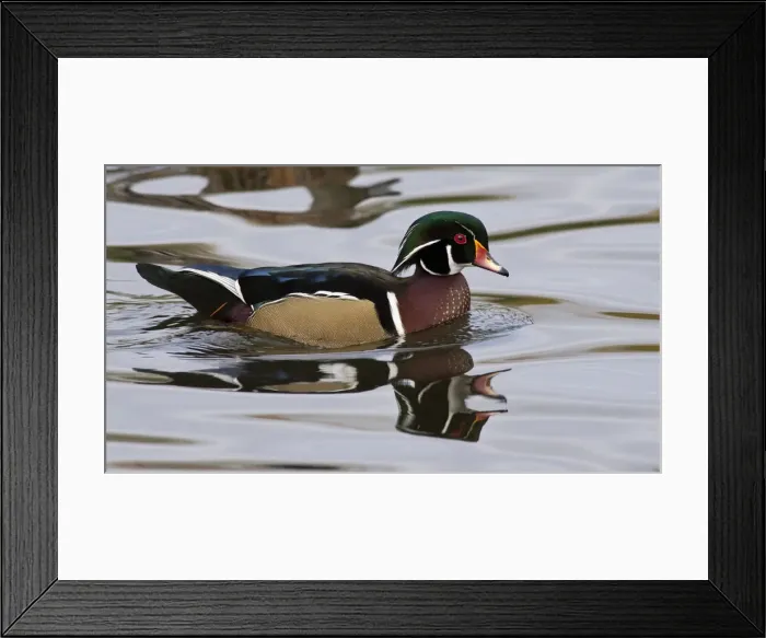 Framed Print : DDE-90037408 Framed Print : DDE-90037408