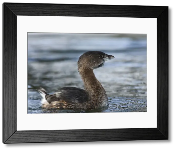 Framed Print : DDE-90037406 Framed Print : DDE-90037406