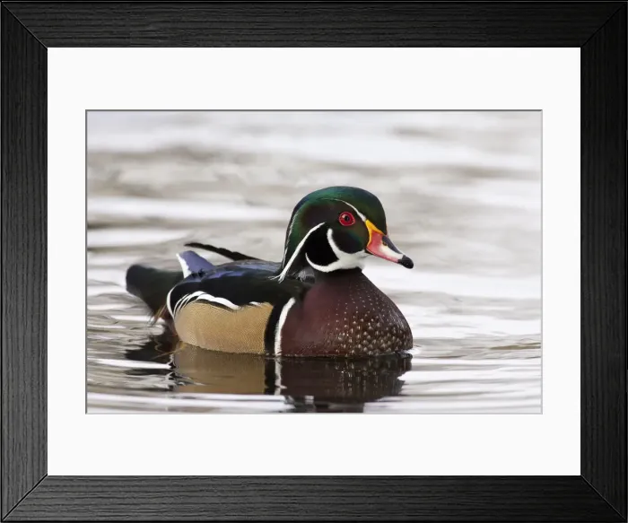 Framed Print : DDE-90037409
