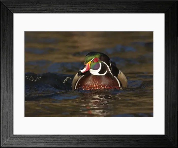 Framed Print : DDE-90037411 Framed Print : DDE-90037411