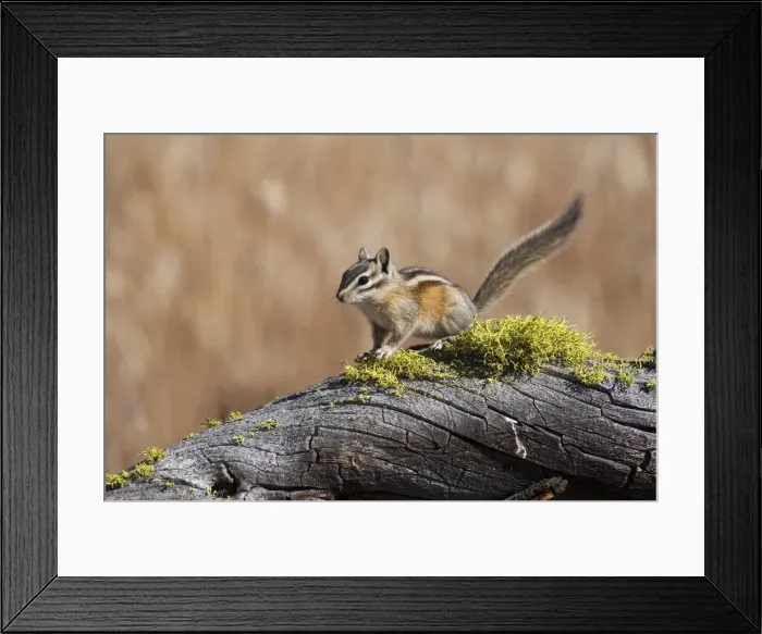 Framed Print : DDE-90037412 Framed Print : DDE-90037412