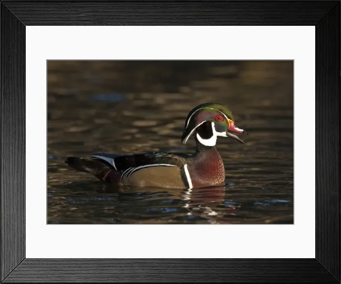 Framed Print : DDE-90037410 Framed Print : DDE-90037410