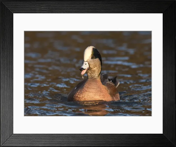 Framed Print : DDE-90037413