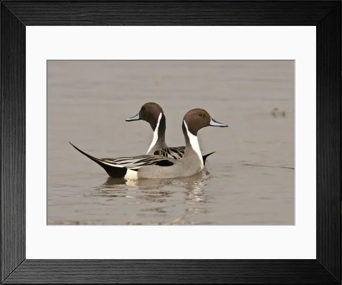 Framed Print : DDE-90037415 Framed Print : DDE-90037415