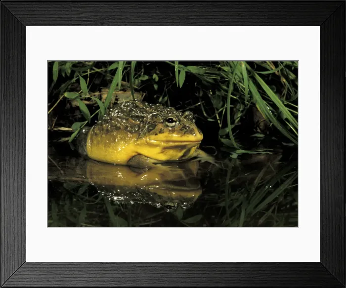 Framed Print : DDE-90037416 Framed Print : DDE-90037416